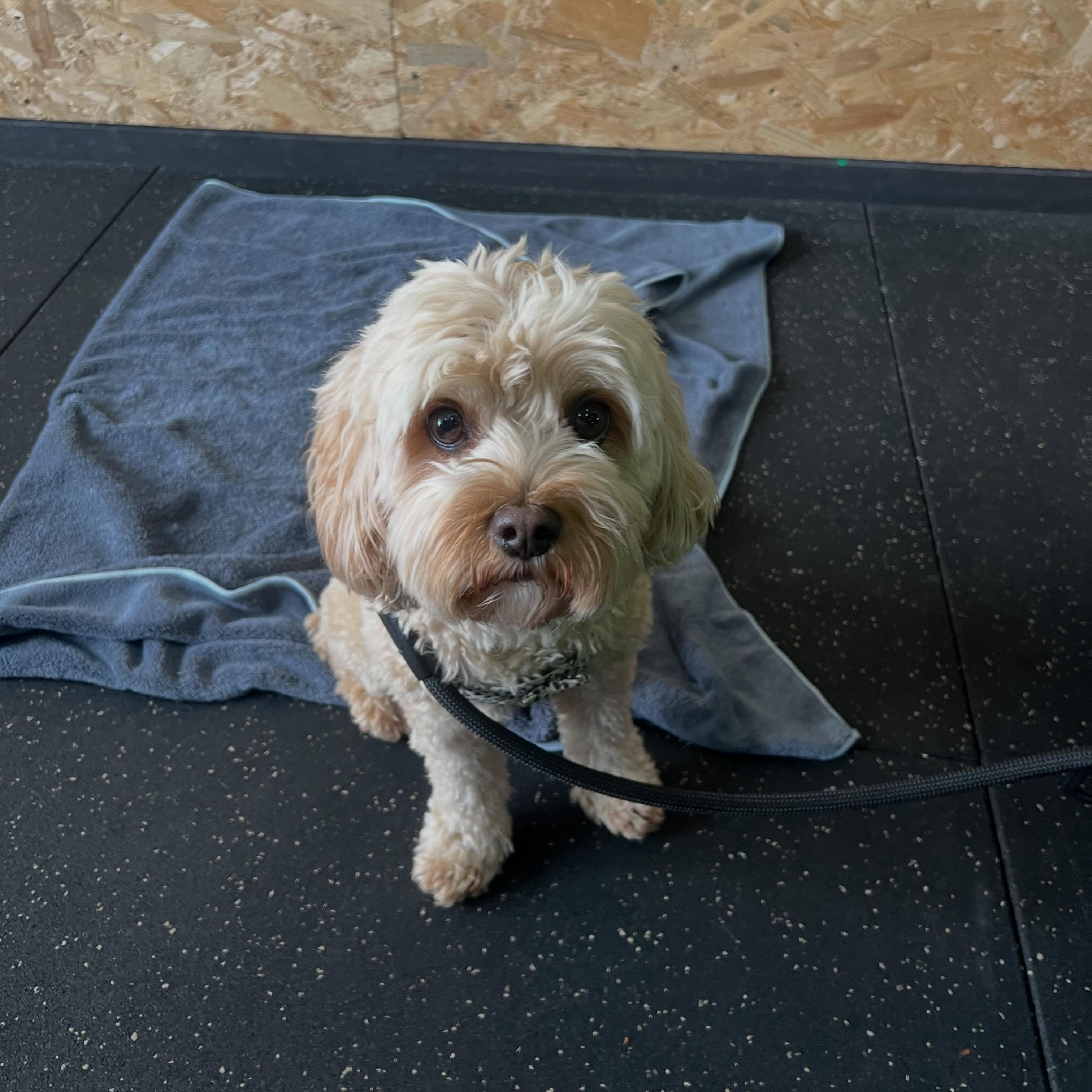 Gym floor