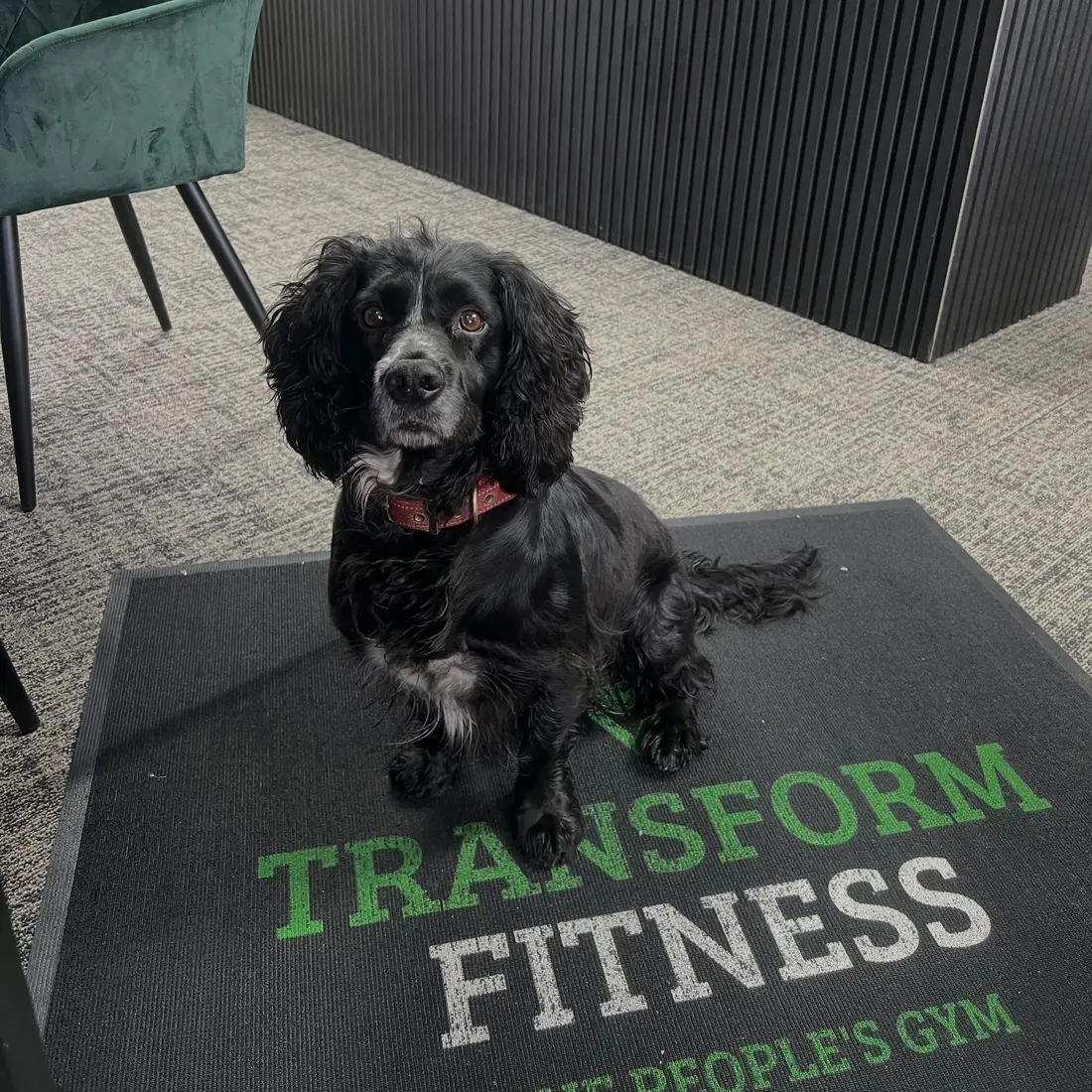 Four-legged supervision at Transform Fitness